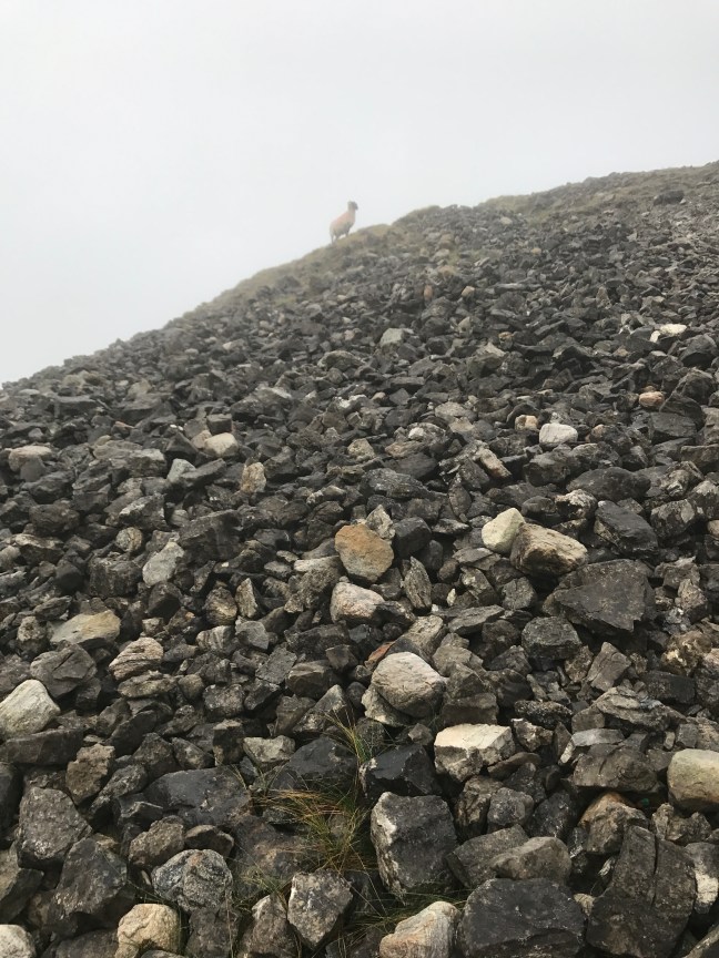 E818D67B-16F9-44A6-A740-D80ABF64D098